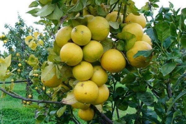 B&B Shalom Condofuri Marina Ngoại thất bức ảnh